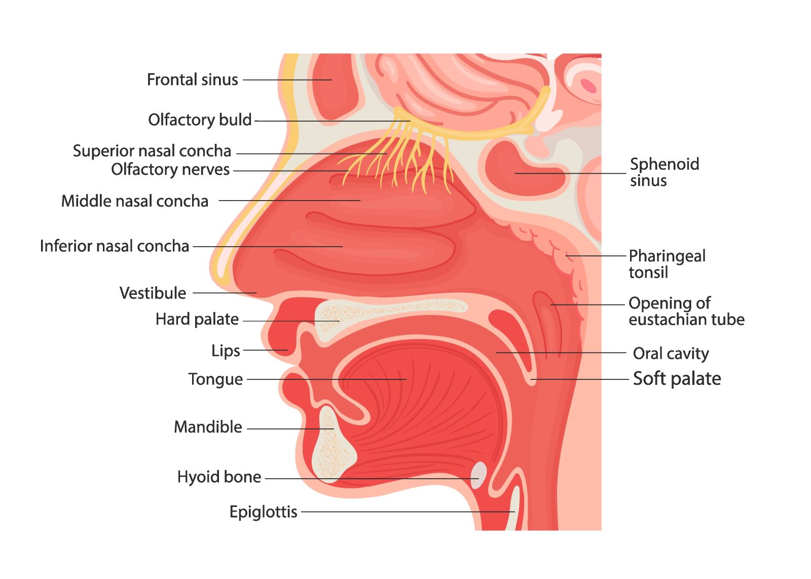 Nasal deals cavity define